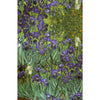 'Vincent's Irises' Dutch digital cotton brushed French terry panel, Oeko-Tex cert.