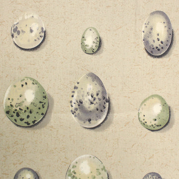 Italian deadstock 'bon oeuf' dressweight cotton woven