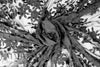 NY designer double scallop lace - black 2 yd