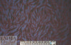 3.1 Phi11ip Lim animal jacquard brocade - raisin/navy