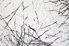 Whit silk stretch charmeuse - 'winter branches'
