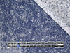 Bur6erry Italian mottled, double-sided cotton shirting .75 yds