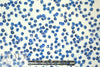 NY designer blueberries cotton stretch shirting