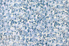 Italian 'wedgwood blues' floral cotton double gauze BCI certified 1.375 yds