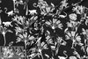 black/cream jungle sihouette Eco Vero viscose woven 1.5 yd