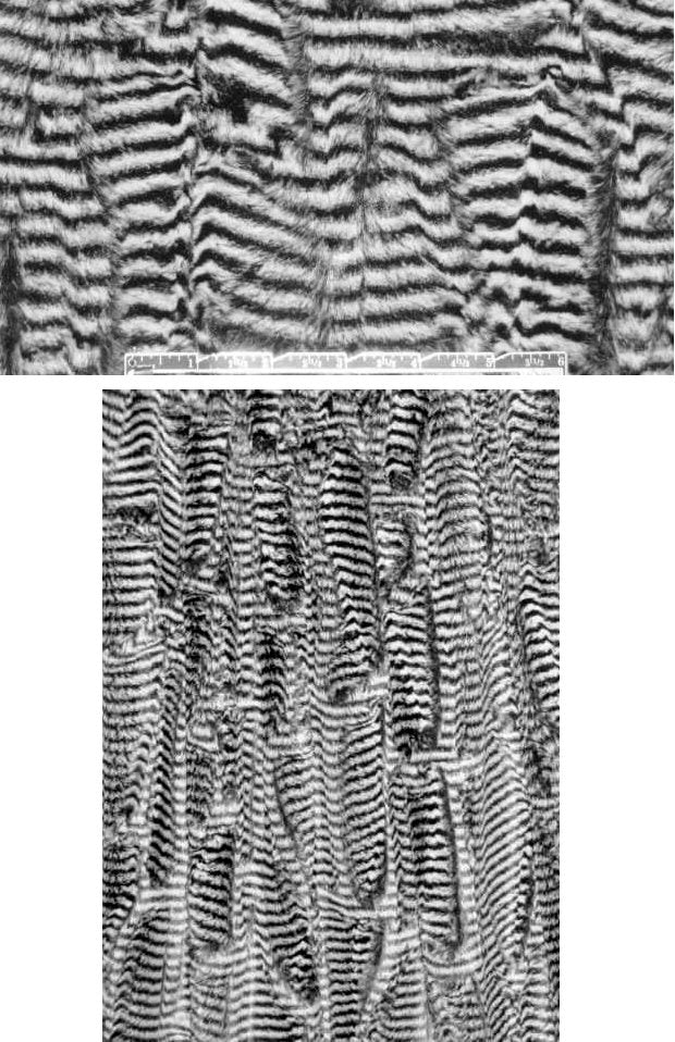 black white stripey short hair sculpted faux fur