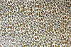 Italian leopard print cotton french terry knit .5 yds