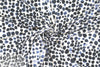 blue jean dots digital viscose knit - blue/white