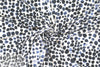 blue jean dots digital viscose knit - blue/white 1 yard