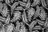 fern leaf silhouette digital viscose knit - black/white 1.375 yd