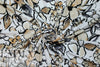 earthy flowers print montage digital viscose knit