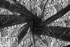 Trin@ Turk decorative swirl lace - black