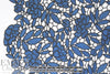 NY designer floral guipure lace - cobalt/black