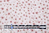European linen digital print - seedling shower