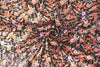 Derek L@m deco floral polysilk charmeuse on black