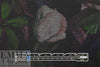 'rose nocturne' 4-way stretch ponte 1.5 yd