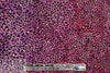 famous designer ombre animal beefy knit - purple