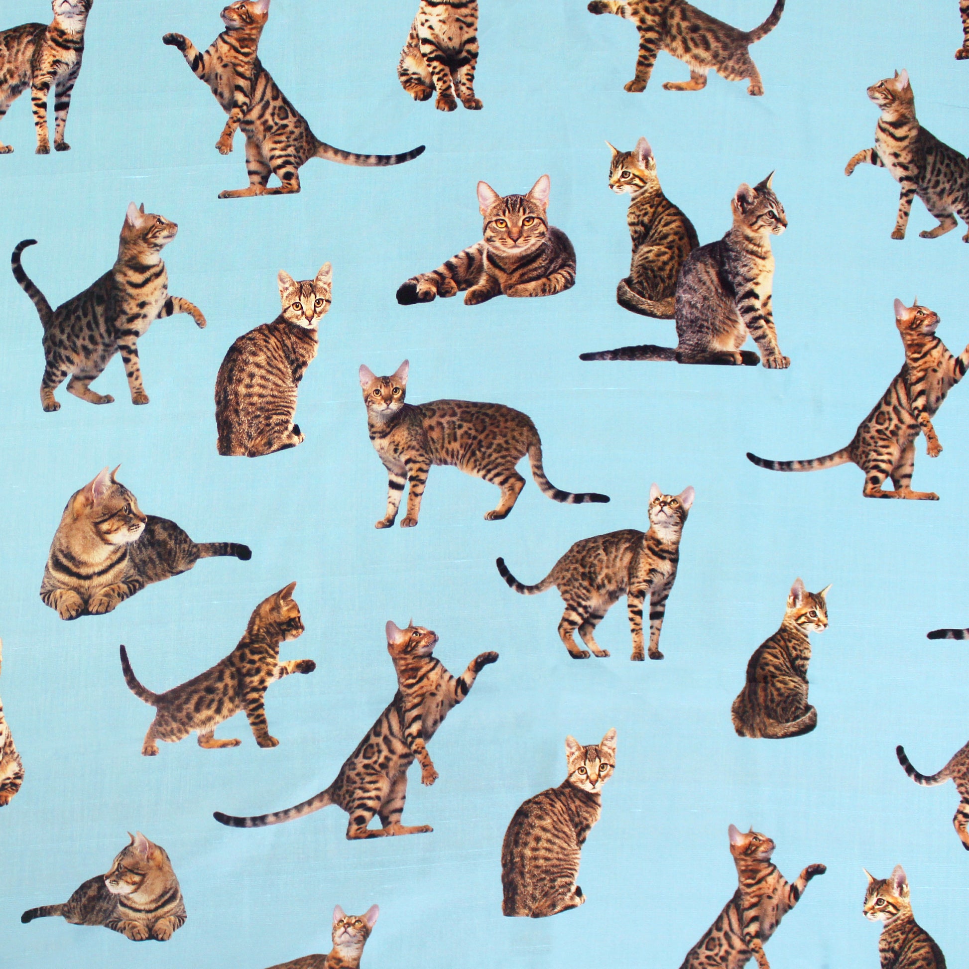 French 'good kitty' printed silk woven - sky