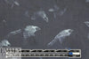 Rebecca Tayl0r bird sketch stretch silk chiffon - navy