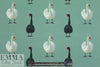 Dutch digital 'swans in tiaras' 3, cotton/lycra knit
