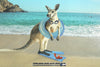 Dutch digital 'kangaroos on holiday' cotton/lycra knit panel