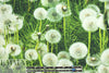 Dutch digital dandelion puffs cotton/lycra knit  1.25 yd