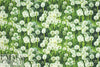 Dutch digital dandelion puffs cotton/lycra knit  1.375 yds