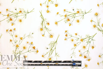 Dutch Oeko-Tex cotton poplin - chamomile on white