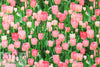 Dutch digital 'tulip season' knit Oeko-Tex cert.  1.125 yds