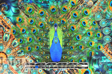 Dutch digital 'peacock' Fr. terry Oeko-Tex certified 1.75 yds