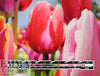 Dutch digital 'spring bulbs' knit Oeko-Tex certified panel  1.66 yds - 1 Panel