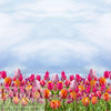 Dutch digital 'spring bulbs' knit Oeko-Tex certified panel  1.66 yd