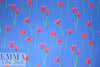 Caroline C0nstas stretch silk charmeuse - cala lilies, french blue 2.125 yds