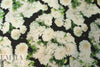 Italian painterly white dahlias viscose crepe woven .875 yds