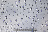 Italian animal dot viscose twill woven
